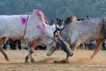 AHVSD, District Collector, Police gear up  to stop bullfights in South Goa