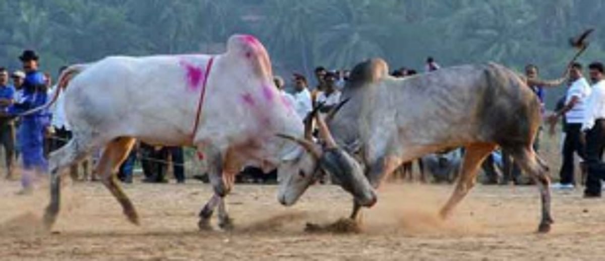 AHVSD, District Collector, Police gear up  to stop bullfights in South Goa