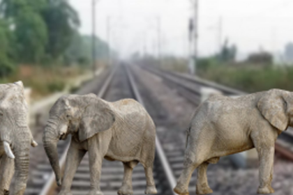 AI-Based Intrusion Detection System Implemented Along North Bengal Railway Tracks After Elephant Deaths
