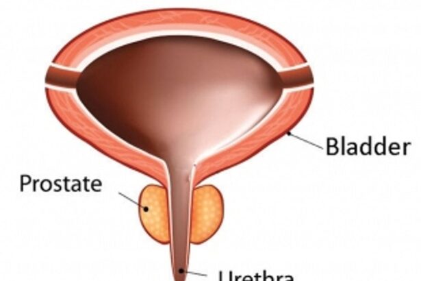 ALL YOU NEED TO KNOW ABOUT THE PROSTATE