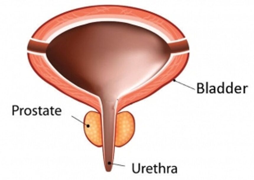 ALL YOU NEED TO KNOW ABOUT THE PROSTATE 1 ALL YOU NEED TO KNOW ABOUT THE PROSTATE