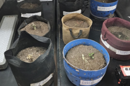 ANC Raids Hydroponic Cannabis Plantation in Borim, Arrests Main Accused