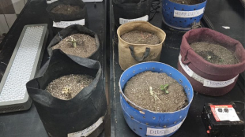 ANC Raids Hydroponic Cannabis Plantation in Borim, Arrests Main Accused