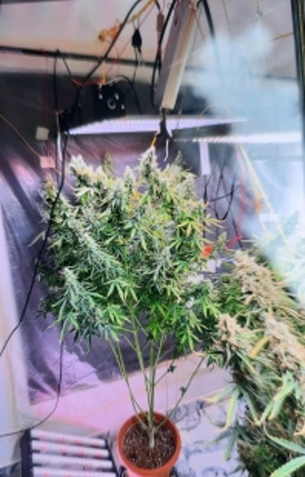 ANC arrest Russian National seize Rs 1 crore worth narcotics