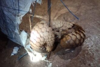 ARS rescues a pangolin stuck in grill gate