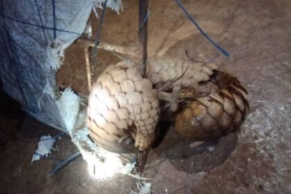 ARS rescues a pangolin stuck in grill gate