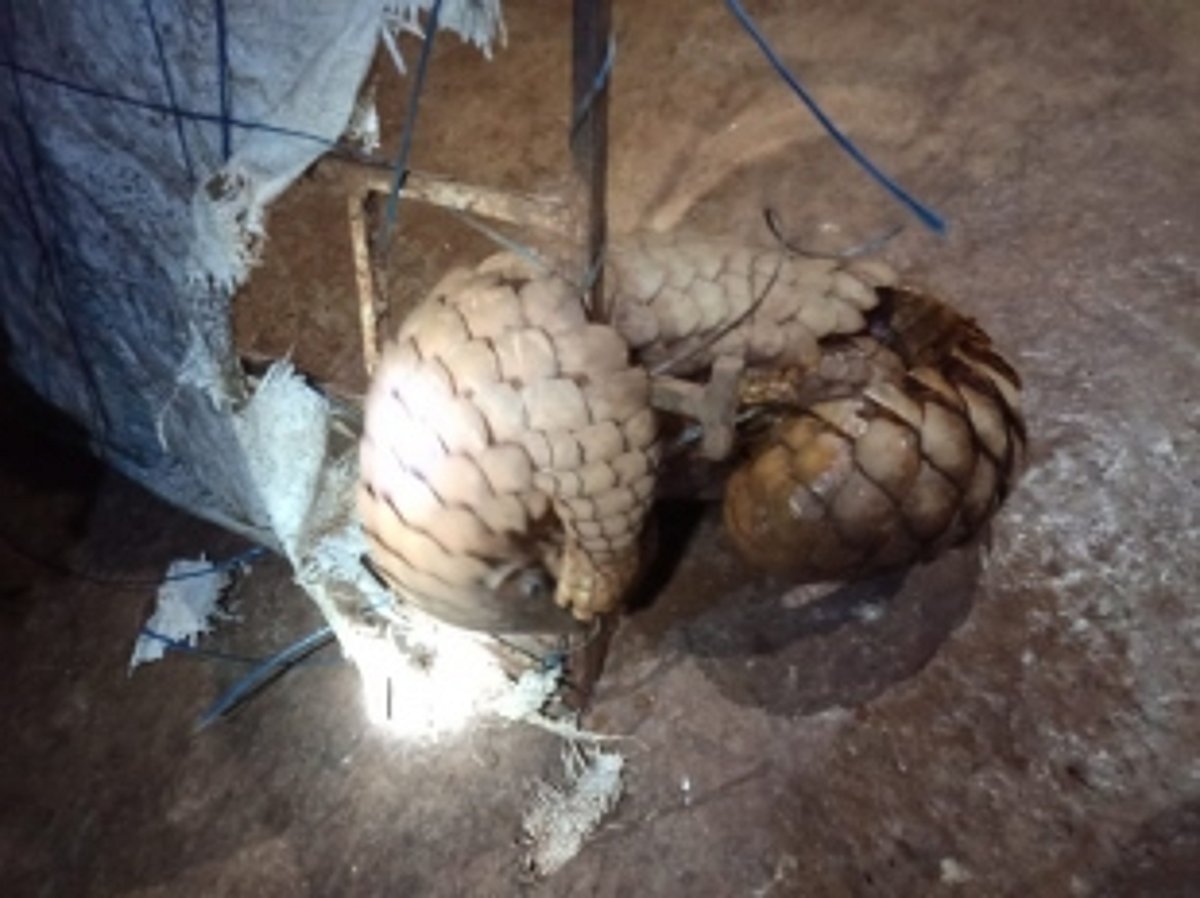 ARS rescues a pangolin stuck in grill gate