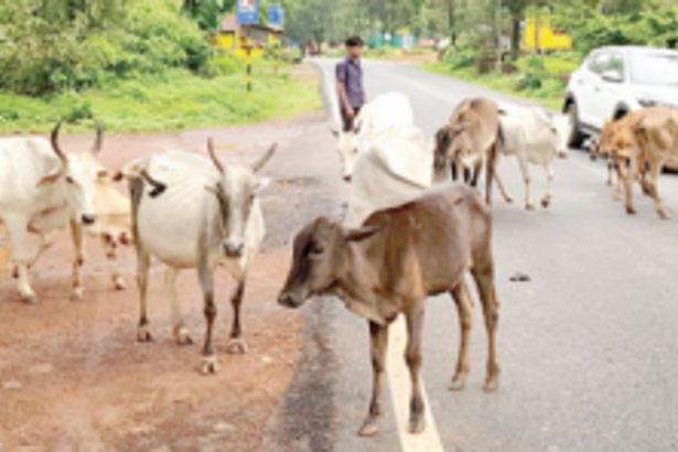 Act on stray cattle issue: Forum to CMC