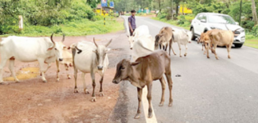 Act on stray cattle issue: Forum to CMC