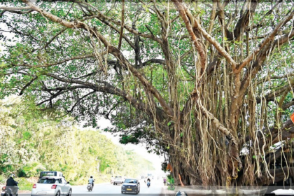 Activist Slams Government Over Mishandling of Translocated Trees in Porvorim