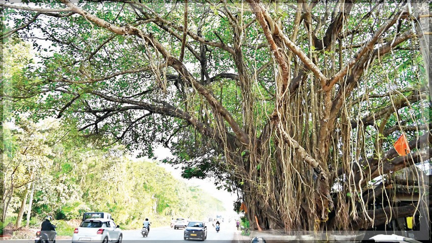 Activist Slams Government Over Mishandling of Translocated Trees in Porvorim