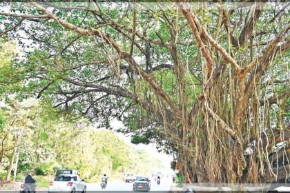 Activists Accuse Government of Political Motives Behind Banyan Tree Relocation in Porvorim