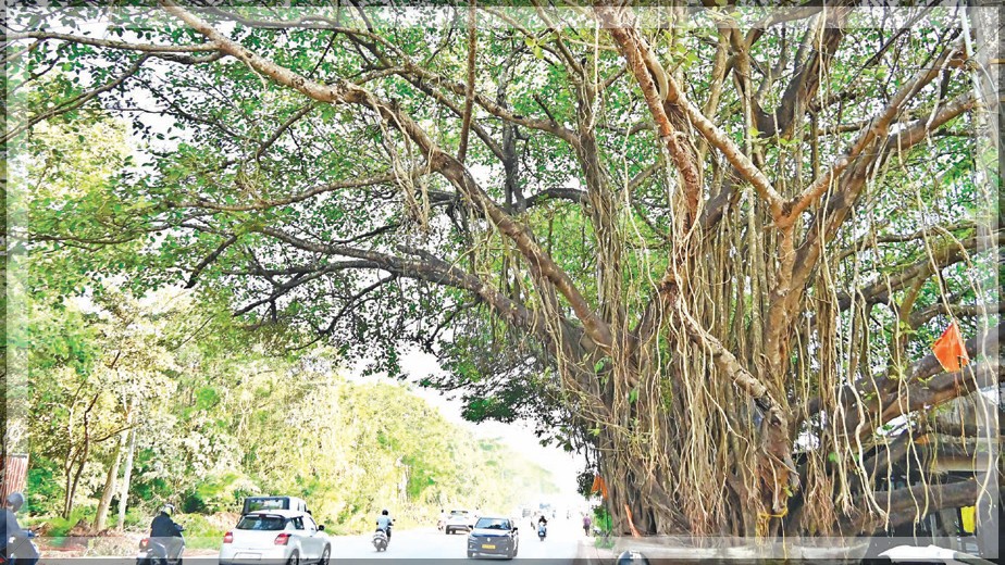 Activists Accuse Government of Political Motives Behind Banyan Tree Relocation in Porvorim