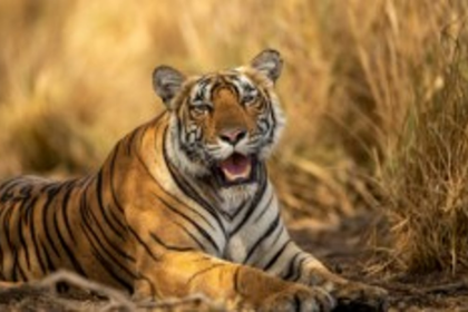 Activists Demand Tiger Reserve in Mhadei Wildlife Sanctuary, Accuse Goa Govt of Hypocrisy and Delay