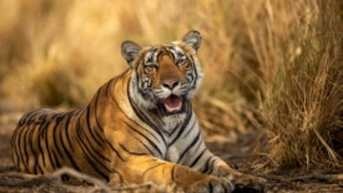 Activists Demand Tiger Reserve in Mhadei Wildlife Sanctuary, Accuse Goa Govt of Hypocrisy and Delay