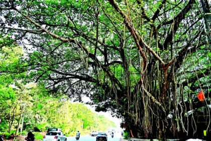 Activists demand realignment of Porvorim flyover to save banyan tree