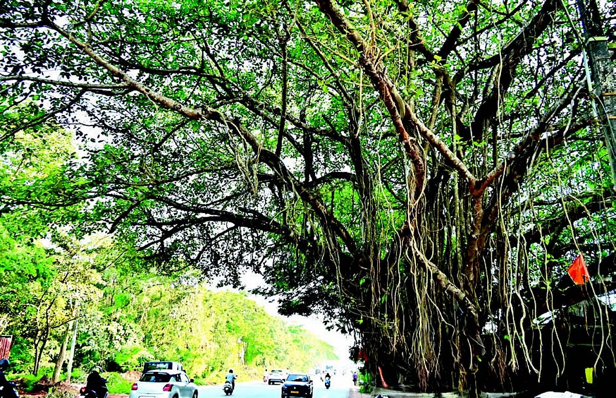 Activists demand realignment of Porvorim flyover to save banyan tree