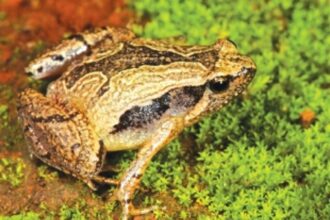 Activists raise concern over illegal hunting of frogs during monsoon