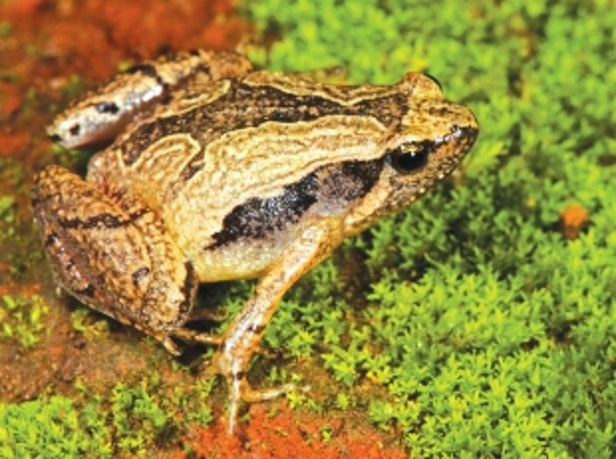 Activists raise concern over illegal hunting of frogs during monsoon