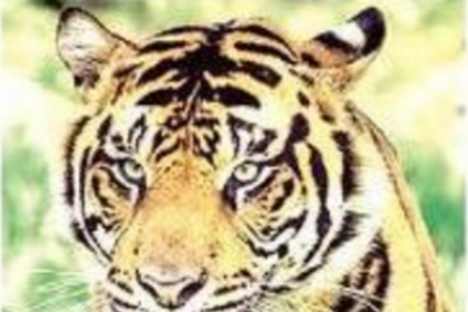 Activists reiterate demand to declare Mhadei Wildlife Sanctuary as tiger reserve