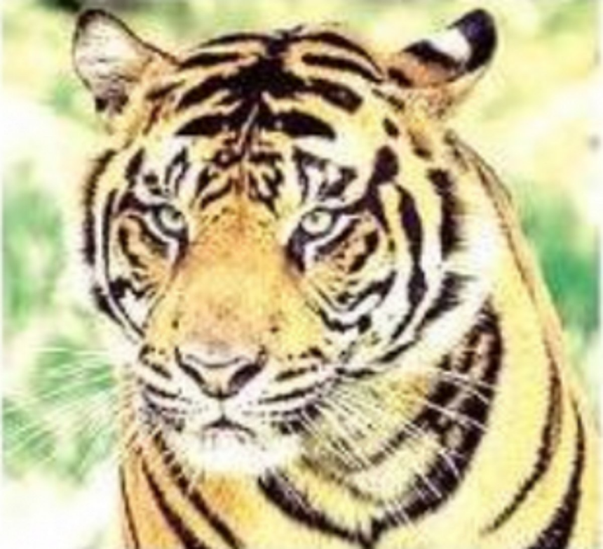 Activists reiterate demand to declare Mhadei Wildlife Sanctuary as tiger reserve