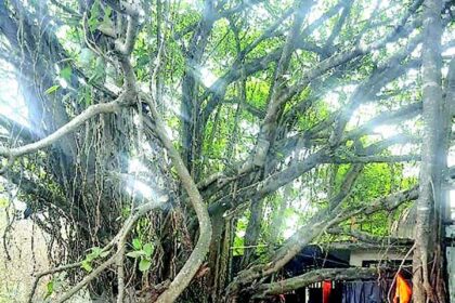 Activists unite to save banyan tree
at Vodakodem-Porvorim