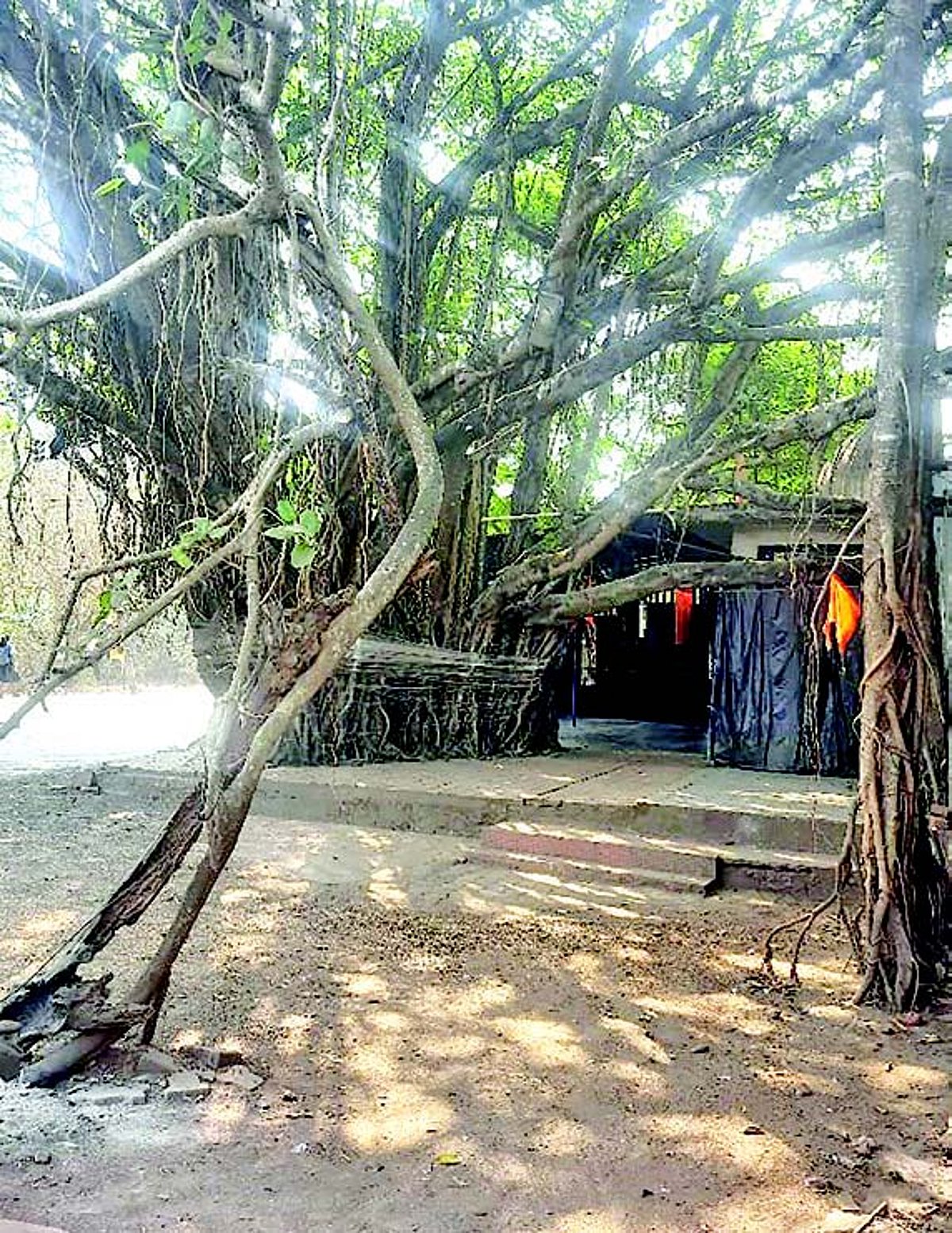 Activists unite to save banyan tree
at Vodakodem-Porvorim