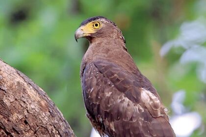 Admiring Goa’s avian beauty in nature
