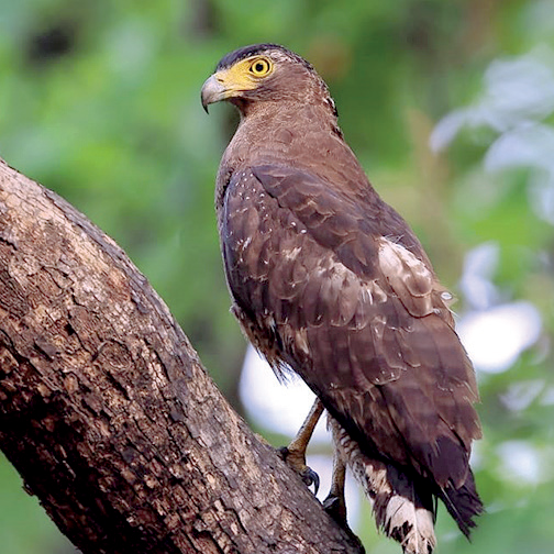 Admiring Goa’s avian beauty in nature 1 Admiring Goa’s avian beauty in nature