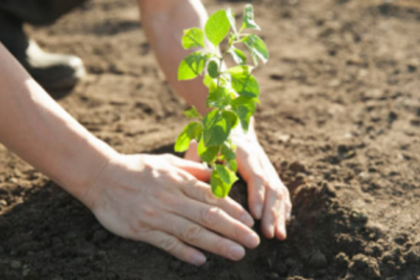 Afforestation around Mopa airport soon to compensate for felled trees: Govt