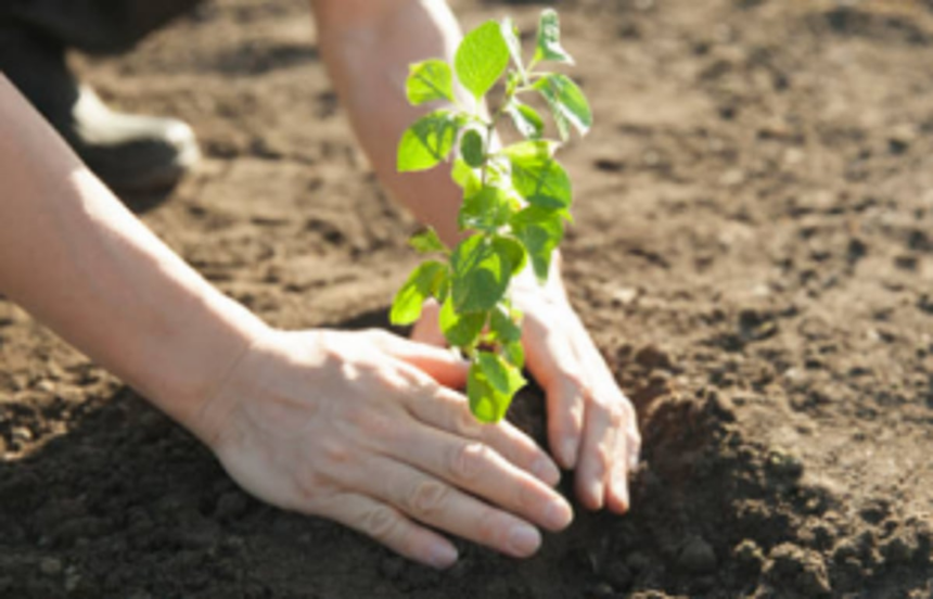 Afforestation around Mopa airport soon to compensate for felled trees: Govt