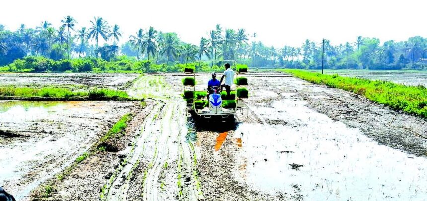 After 25 years, Nuvem farmers take up cultivation of 50,000 sq mts of land
