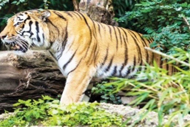 After 3 months of doing nothing, Goa ‘advised’ to approach SC for extending dealing for Tiger Reserve