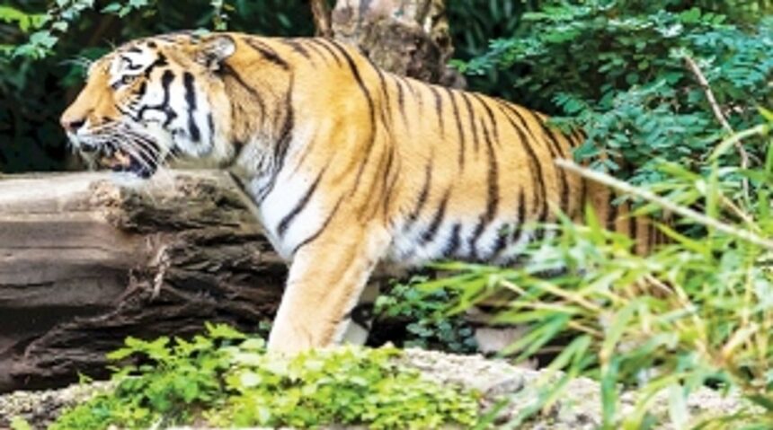 After 3 months of doing nothing, Goa ‘advised’ to approach SC for extending dealing for Tiger Reserve
