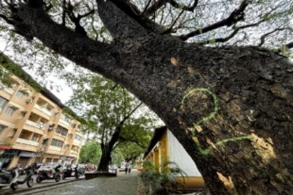 After Aarti Gond’s death, forest dept, CCP wake up from deep slumber, mark dangerous trees in Panjim