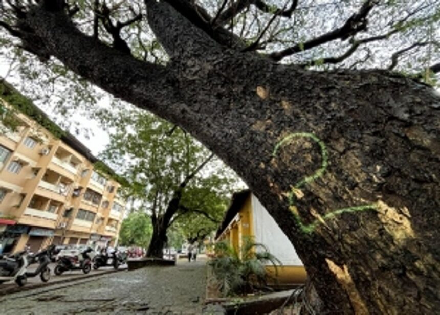 After Aarti Gond’s death, forest dept, CCP wake up from deep slumber, mark dangerous trees in Panjim