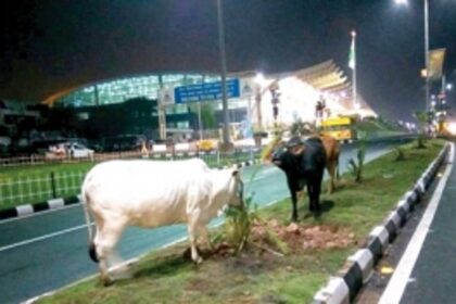 After BRICS, cattle make hay on beautified NH-17B