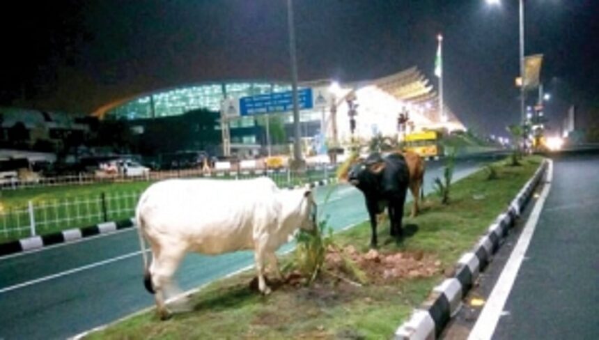 After BRICS, cattle make hay on beautified NH-17B