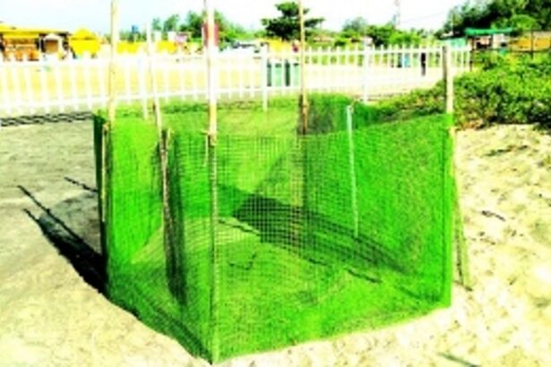 After a prolonged delay, finally  Olive Ridley lays 98 eggs at Morjim