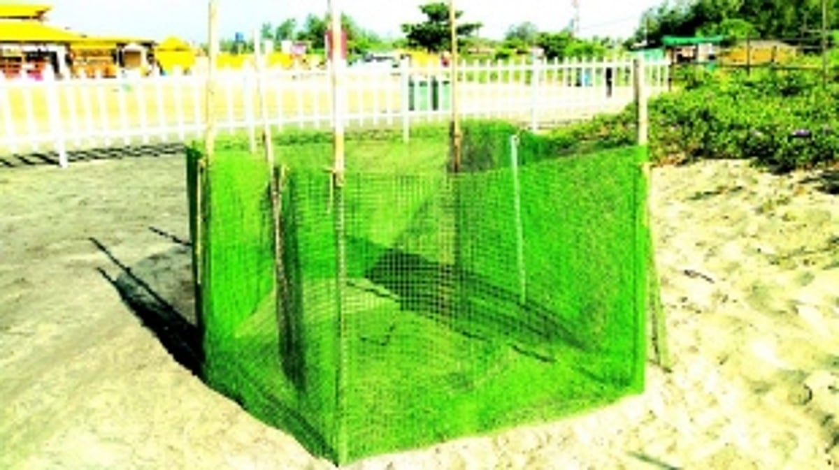 After a prolonged delay, finally  Olive Ridley lays 98 eggs at Morjim