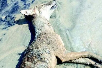 After dolphins and sea birds, jackals now found dead on Mobor, Varca beaches