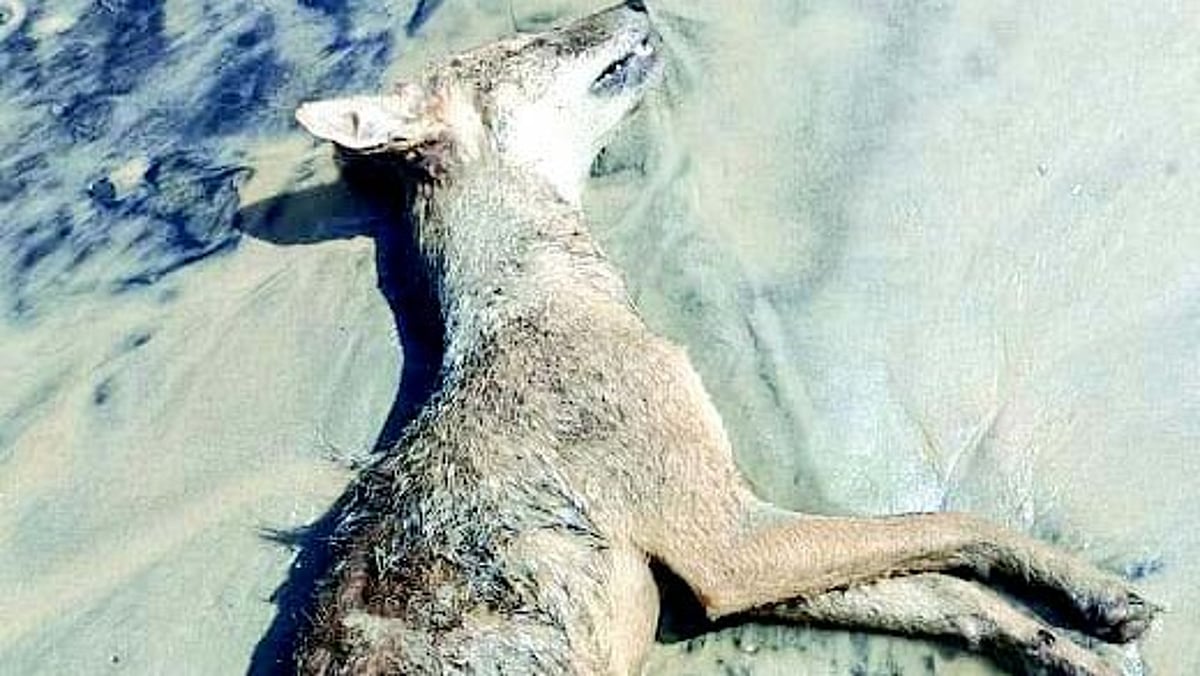 After dolphins and sea birds, jackals now found dead on Mobor, Varca beaches
