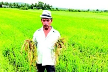After floods, voracious rodents now destroy fields in Sangolda