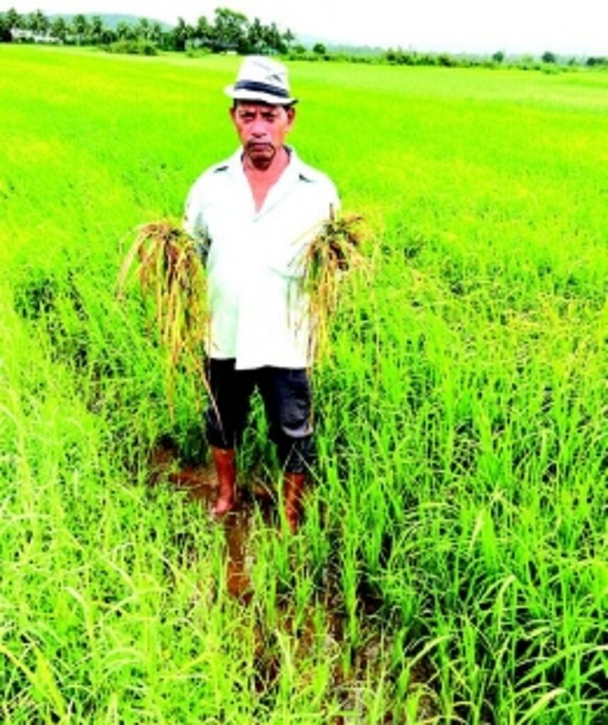 After floods, voracious rodents now destroy fields in Sangolda 1 After floods, voracious rodents now destroy fields in Sangolda