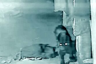 After forest dept sets trap in Vandalya, Black Panther now targets cattle in Talsaay village