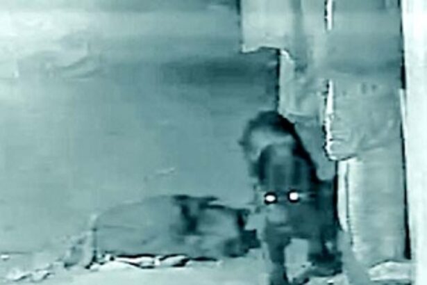 After forest dept sets trap in Vandalya, Black Panther now targets cattle in Talsaay village