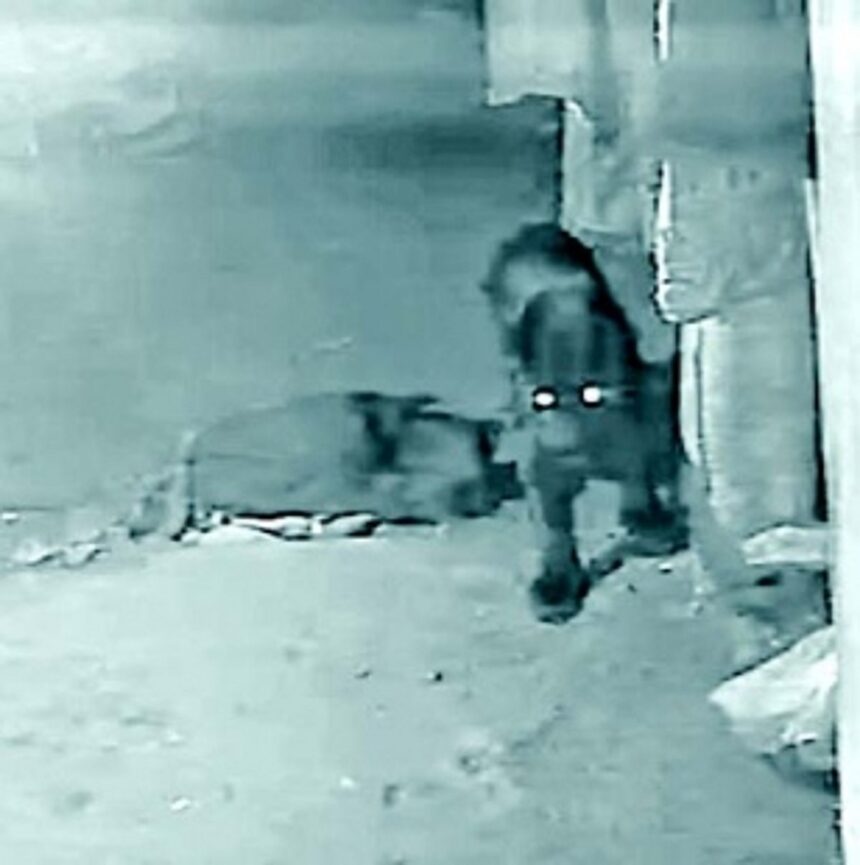 After forest dept sets trap in Vandalya, Black Panther now targets cattle in Talsaay village 1 After forest dept sets trap in Vandalya, Black Panther now targets cattle in Talsaay village