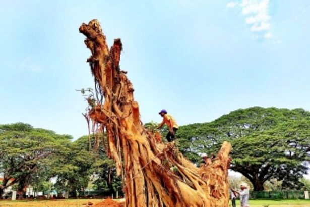 After midnight “murder”, body of veteran Campal tree moved from place to place