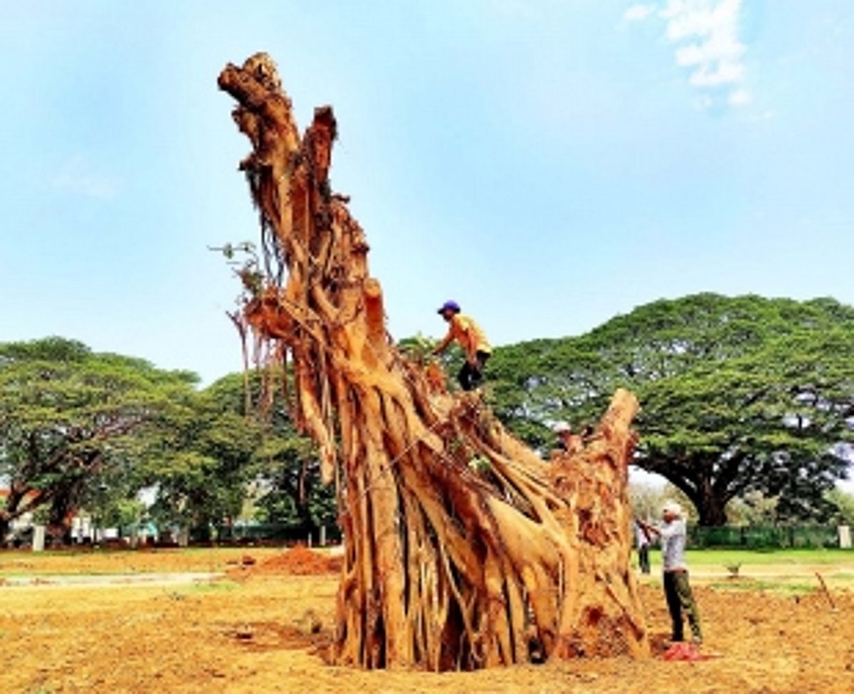 After midnight “murder”, body of veteran Campal tree moved from place to place