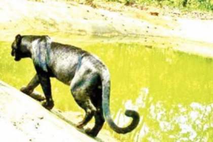 After tigers, black panther spotted, but is Forest Dept protecting them?